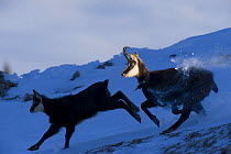 Chamois (Rupicapra rupicapra) mother and juvenile running in snow, La Dole, Jura mountains, Switzerland, January. Not for sale to magazines.