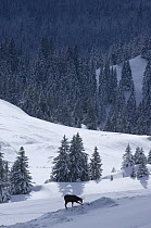 Chamois (Rupicapra rupicapra) digging for plants through snow, La Dole, Jura mountains, Switzerland, January 2009