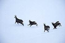 Chamois (Rupicapra rupicapra) running through the snow, La Dole, Jura mountains, Switzerland, January