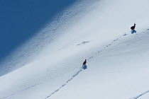 Chamois (Rupicapra rupicapra) running through snow, La Dole, Jura mountains, Switzerland, January