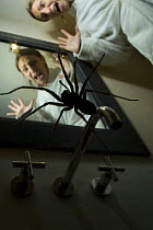 Woman screaming at sight of House spider {Tegeraria gigantea} Europe