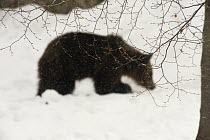 European brown bear {Ursos arctos} captive, Switzerland, February