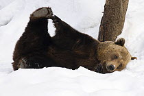 European brown bear {Ursos arctos} lying in snow holding foot, captive, Switzerland, February