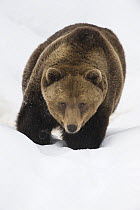 European brown bear {Ursos arctos} walking through snow, captive, Switzerland, February