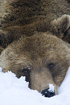 European brown bear {Ursos arctos} resting in snow, captive, Switzerland, February