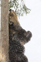 European brown bear {Ursos arctos} rubbing back against tree trunk in snow, captive, Switzerland, February