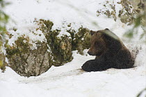 European brown bear {Ursos arctos} emerging from den in snow, captive, Switzerland, February