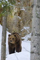 European brown bear {Ursos arctos} in woodland in snow, captive, Switzerland, February