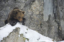 European brown bear {Ursos arctos} resting on rock in snow, captive, Switzerland, February