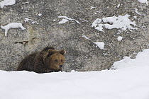 European brown bear {Ursos arctos} in snow, captive, Switzerland, February