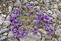 Alpine toadflax {Linaria alpina} in flower, growing amongst fragments of schist. Austrian Alps, July, altitude 2500 metres