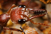 Head shot of Bull / Bulldog ant {Myrmecia sp} showing long, slender mandibles. New South Wales, Australia.
