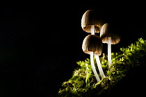 Trooping crumble cap fungus {Coprinus disseminatus} growing on a moss-covered tree stump, Peak District National Park, Derbyshire, UK. Backlit.