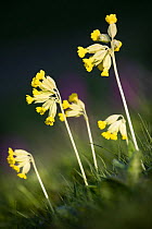 Cowslip flowers {Primula veris}, Peak District National Park, Derbyshire, UK