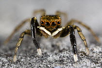 Male Jumping spider {Euophrys frontalis} in limestone quarry, Peak District National Park, Derbyshire, UK. Focus Composite.