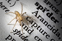 Juvenile House spider {Tegenaria sp} on dictionary, UK