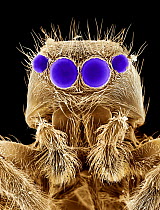 False coloured scanning electron micrograph of head of Jumping spider {Salticidae} UK