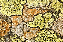 Map lichen {Rhizocarpon geographicum} growing on schist boulder, Austrian Alps, altitude 2250 metres