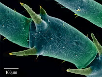 False coloured scanning electron micrograph of spines on leg joint of Spiny headed harvestman {Megabunus diadema}