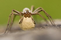 Female Nursery web spider {Pisaura mirabilis} carrying egg sac, Peak District National Park, Derbyshire, UK