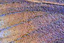 Wing detail of Common blue butterfly {Polyommatus icarus}, pinned specimen, Focus composite.