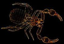 Light micrograph of a Pseudoscorpion {Pseudoscorpionida} specimen under darkfield illumination.