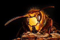 Hornet {Vespa crabro} queen on dead wood, Nottinghamshire, UK