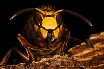 Hornet {Vespa crabro} queen on dead wood, Nottinghamshire, UK