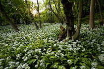 Wild garlic / Ramsons {Allium ursinum} flowering in deciduous woodland, Peak District National Park, Derbyshire, UK, May 2008