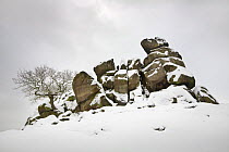 Robin Hood's Stride, a gritstone formation, after heavy snow. Peak District National Park, Derbyshire, UK. February 2009