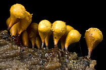 Slime mould fruiting bodies (Hemitrichia clavata) on decaying wood. Peak District National Park, Derbyshire, UK. Focus Composite.