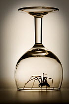Silhouette of male Common house spider {Tegenaria domestica}, captured under a wine glass, Surrey, UK