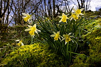 Wild daffodil {Narciccus pseudonarcissus} flowering in hazel woodland, Peak District National Park, UK