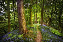 Bluebells {Endymion nonscriptus} flowering in woodland with path leading into distance, Peak District National Park, Derbyshire, UK. May 2008 Sequence