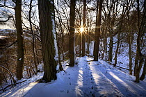 Late afternoon sun bursting through snow-covered woodland in Winter. Peak District National Park, Derbyshire, UK. February 2009 winter sequence