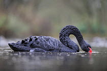 Black swan (Cygnus atratus) dabbling, captive, Martin Mere WWT, Lancashire, UK, December