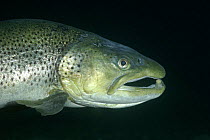 Male Brown trout (Salmo trutta) Lancashire, UK, December