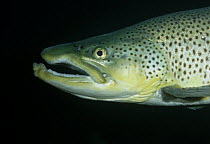 Male Brown trout (Salmo trutta) Lancashire, UK, December