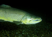 Male Brown trout (Salmo trutta) in profile over gravel, Lancashire, UK, December