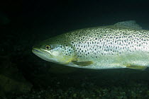 Female Brown trout (Salmo trutta) over gravel, Lancashire, UK, December