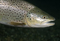 Female Brown trout (Salmo trutta) over gravel, Lancashire, UK, December 2008