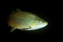 Female Brown trout (Salmo trutta) Lancashire, UK, December