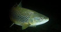 Female Brown trout (Salmo trutta) Lancashire, UK, December
