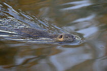 Coypu / Nutria (Myocastor coypus) swimming, Houston, Texas, October 2008