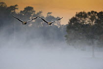 Egyptian geese (Alopochen aegyptiacus) flying in mist over a lake, Houston, Texas, October 2008