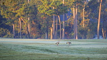 Egyptian geese (Alopochen aegyptiacus) feeding on golf course in morning mist, Houston, Texas, October 2008
