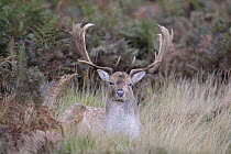 Fallow deer stag (Dama dama) resting amongst bracken, Richmond Park, London, UK, October