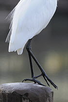 Great white egret (Casmerodius / Ardea alba) close-up of legs, Houston, Texas, October