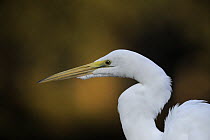 Great white egret (Casmerodius / Ardea alba) close-up of head, Houston, Texas, October