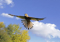 Female Kestrel (Falco tinnunculus) hovering in blue sky, Wirral, UK, October